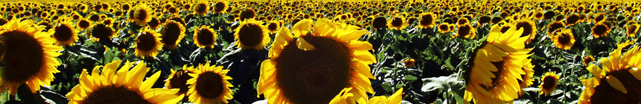 Notes to self… Rotating Header Image
